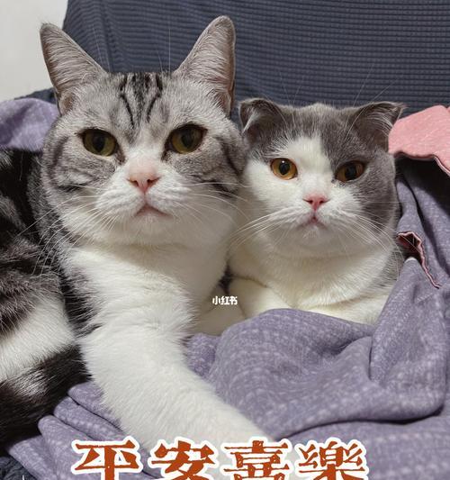 两只猫摄像头如何连接到手机？连接过程中需要注意什么？